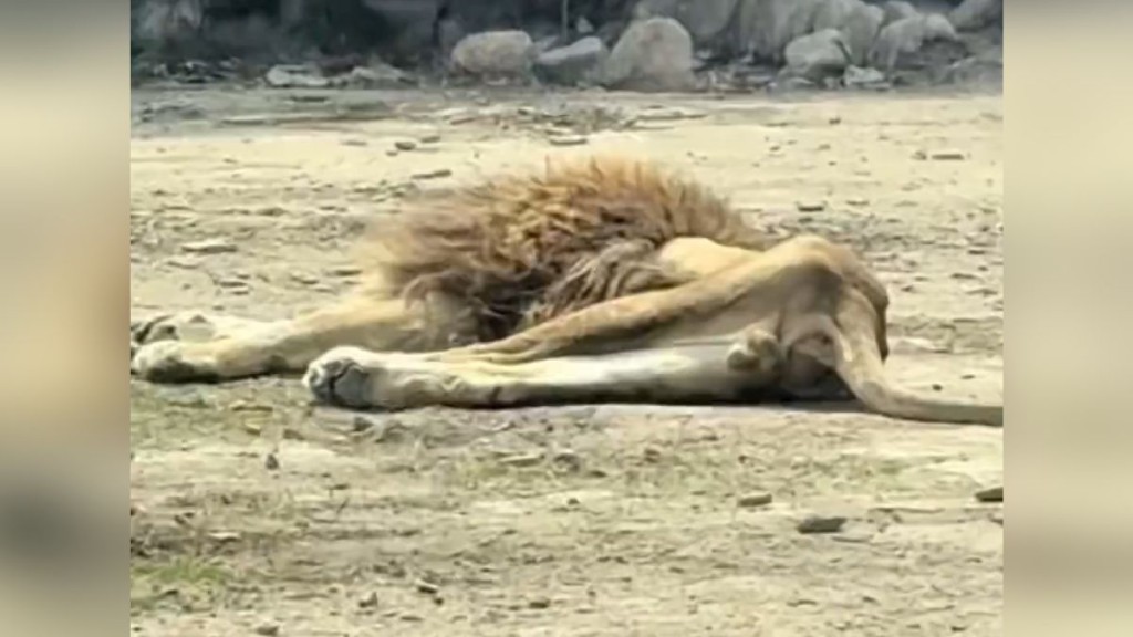 遼寧動物園雄獅喪偶後拒食消瘦 園方稱將作詳細說明