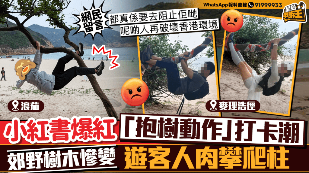 小紅書「抱樹打卡」熱潮湧入香港郊野 攀爬行為恐損生態觸犯法例