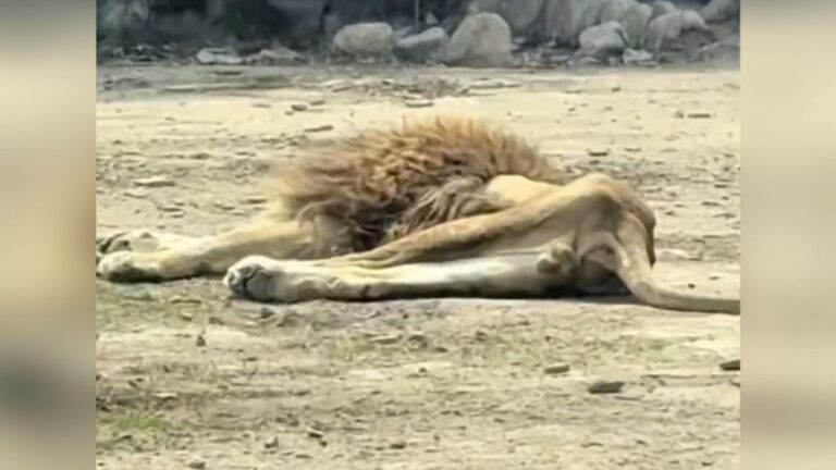 遼寧動物園雄獅體重驟降 園方指因喪偶情緒影響進食