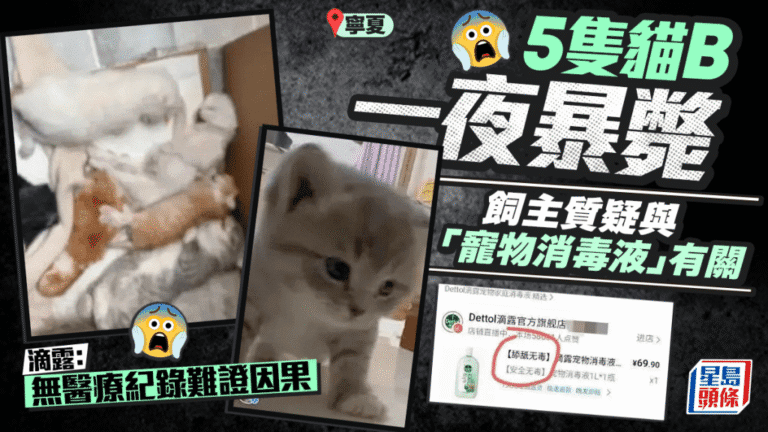 使用寵物消毒液拖地後五幼貓死亡 滴露指缺乏醫療記錄難證因果