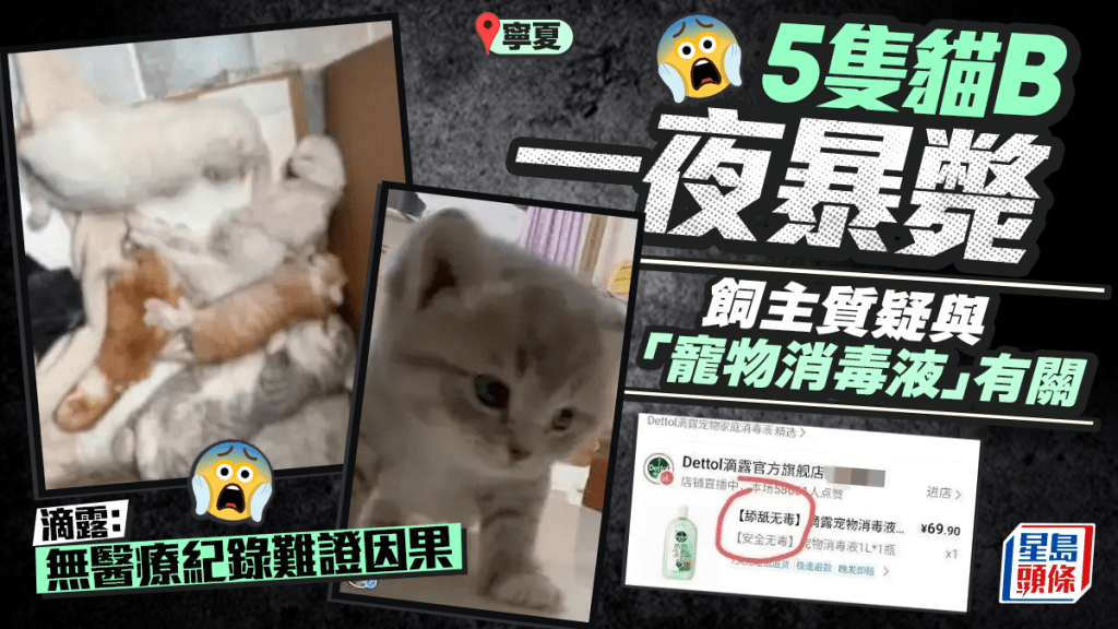 使用寵物消毒液拖地後五幼貓死亡 滴露指缺乏醫療記錄難證因果