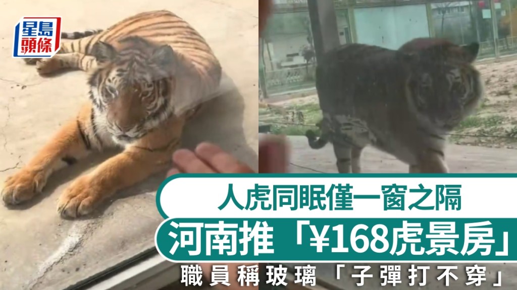 河南動物園推出虎景房 住客與猛虎僅一窗之隔