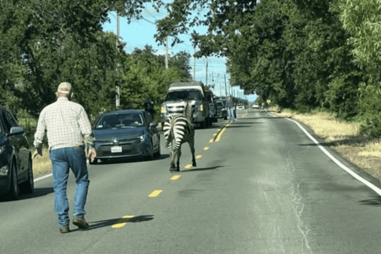 林肯市驚現班馬 多次道路遊走 當局成功帶返住所｜細說燊語