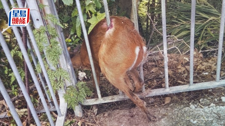 大圍赤麂受困鐵欄 消防成功救出放歸郊野