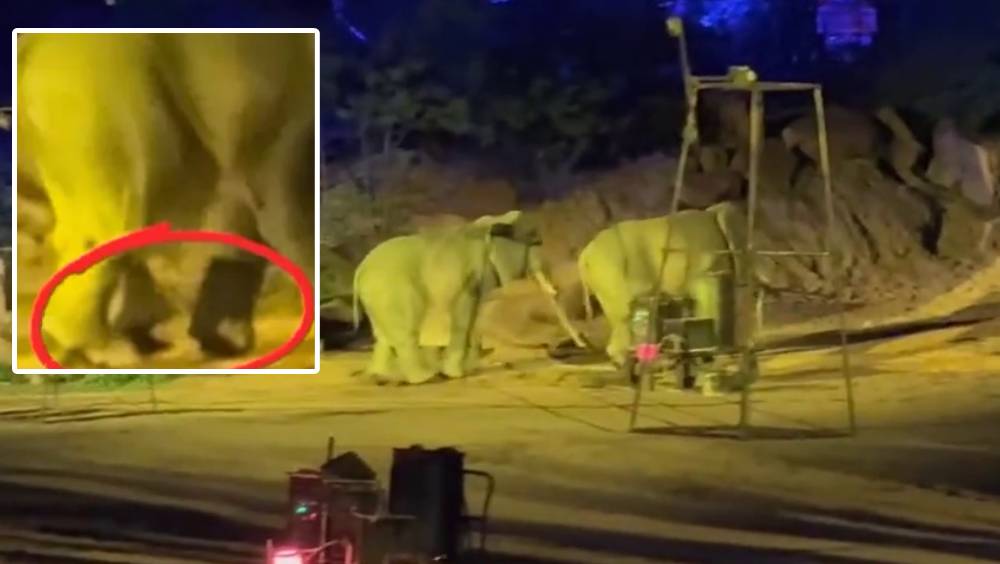 河南景區大象表演道具現人腳 園方證實從未飼養真象