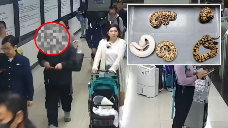 羅湖海關查獲旅客違規攜帶五條瀕危活體球蟒