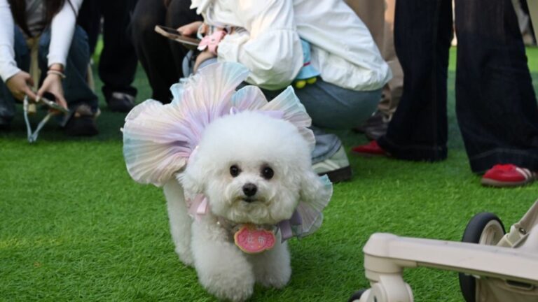 深圳男子確診罕見Q熱 醫生提醒接觸動物需注意