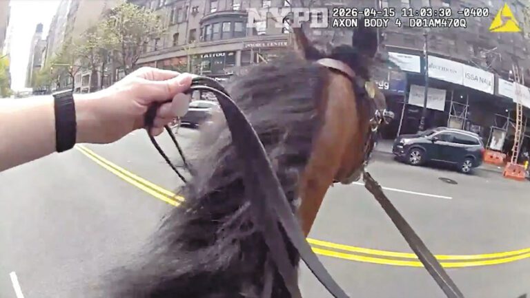 騎警在曼哈頓鬧市縱馬馳騁，成功攔截一名涉嫌盜竊女子。 NYPD圖片