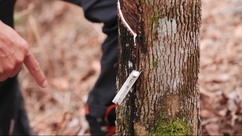 二人隨即出發體驗採樹膠，成功開採後有白色液體流出。