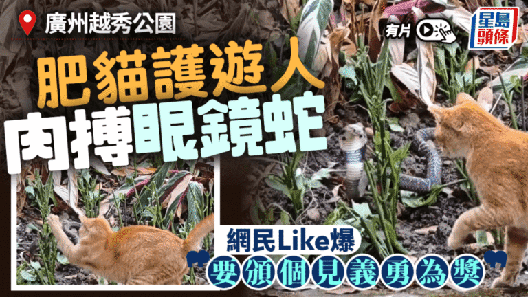 廣州越秀公園貓蛇對峙 橘貓勇阻眼鏡蛇近遊客區