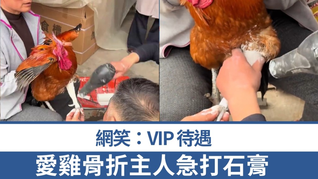 山東寵物公雞骨折 主人送醫打石膏引熱議