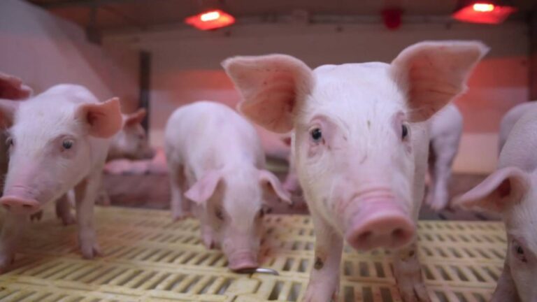 內地生豬價格跌至八年新低 農業部擬推措施穩定市場