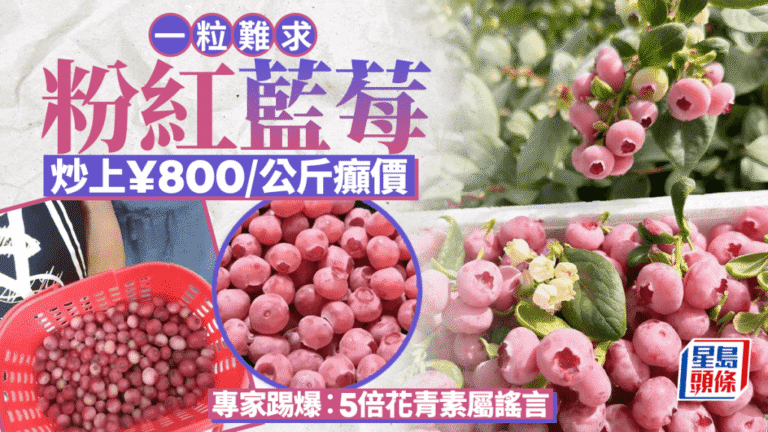 粉紅藍莓每公斤索價800元 專家指高價不等於高營養價值