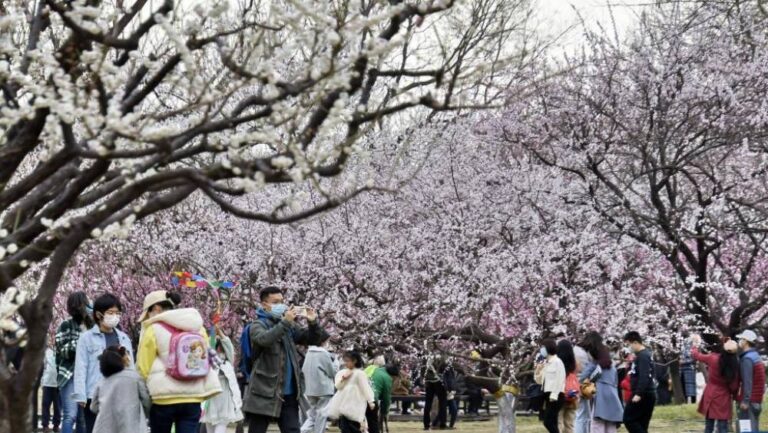 春季精神健康需關注 醫生解構「桃花癲」與雙相情感障礙