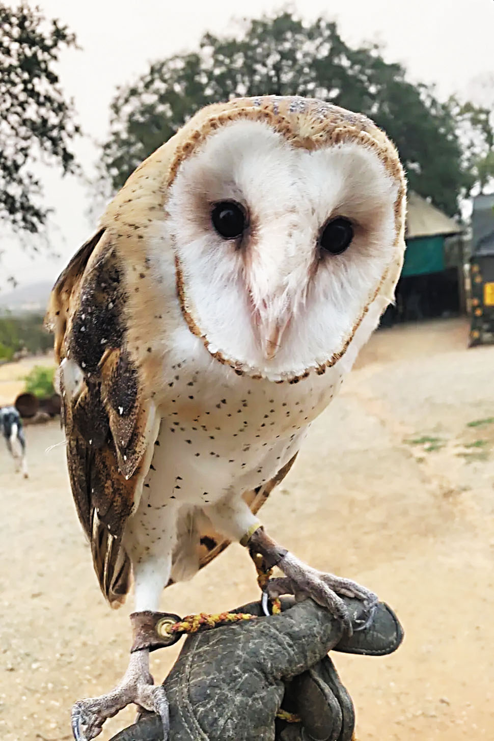 失蹤的穀倉貓頭鷹「阿馬丹」。West Coast Falconry