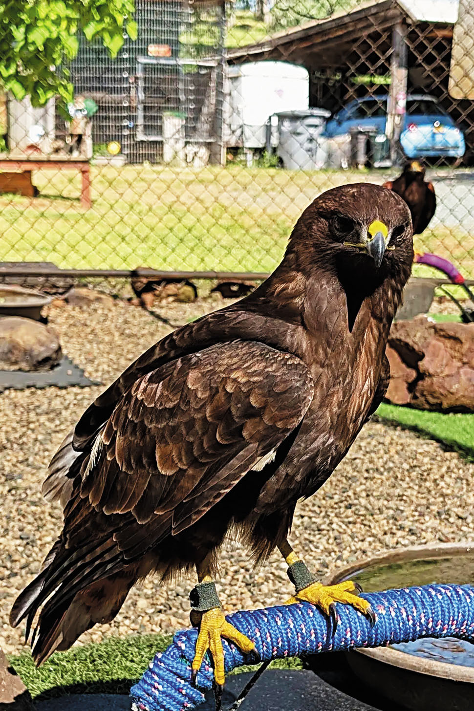 失蹤的紅尾鵟「科拉」。West Coast Falconry