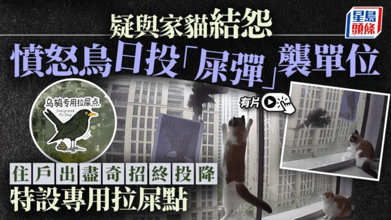 烏鶇疑因家貓挑釁發動「糞便空襲」 住戶奇招盡出終幽默「休戰」