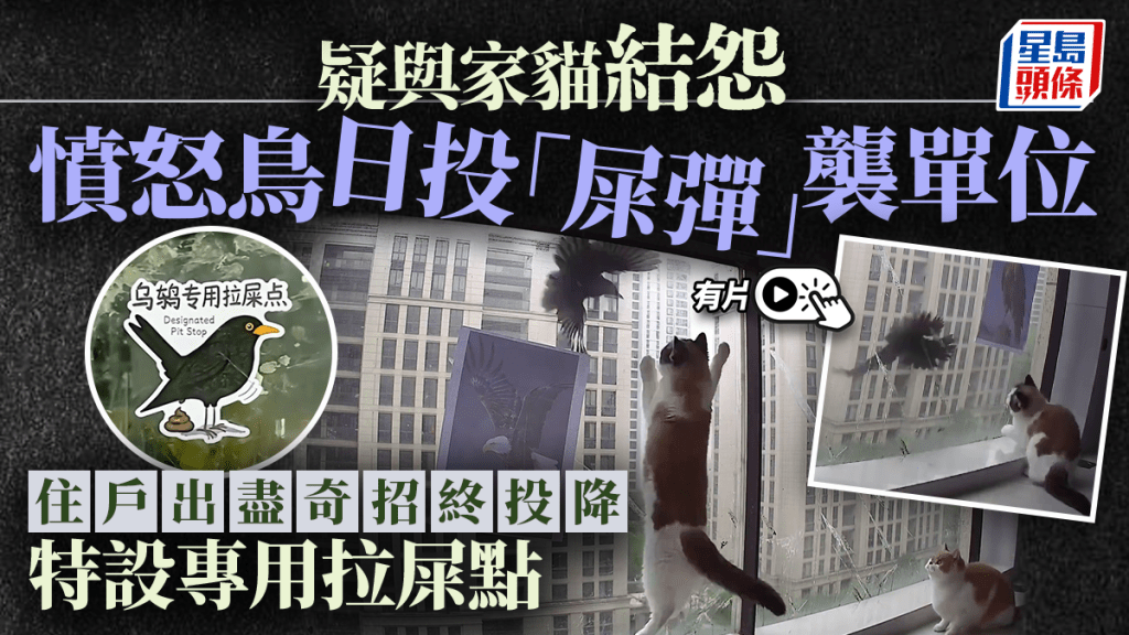烏鶇疑因家貓挑釁持續滋擾 住戶嘗試多種方法後幽默應對