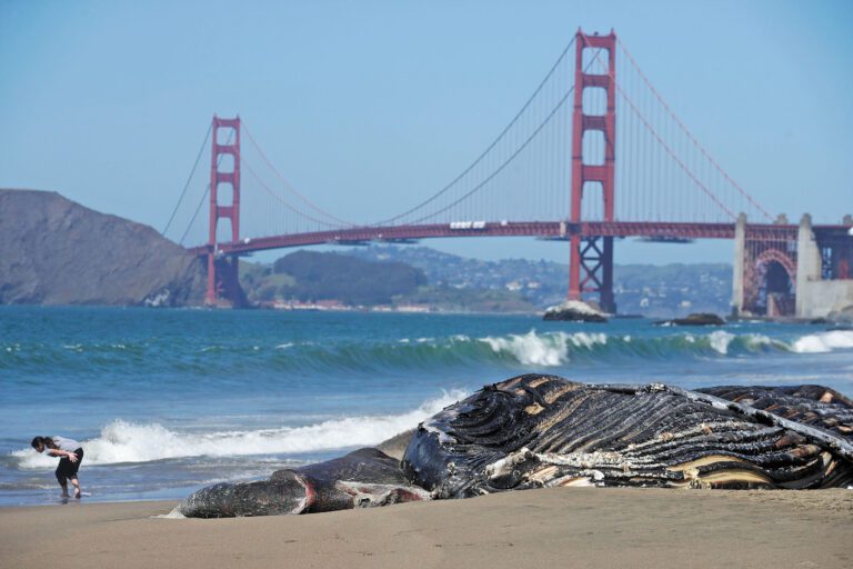 2020年4月三藩市海灘上死去的座頭鯨。美聯社資料圖