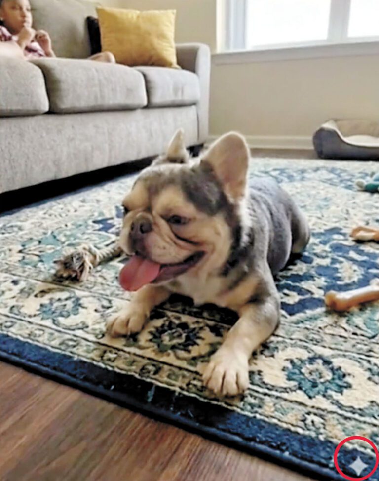 不法分子用AI生成小狗照片試圖騙財。CBS電視畫面