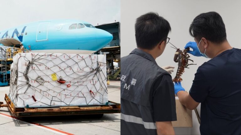 鮮活快線延伸至澳門 首票海外龍蝦經港珠澳大橋直送