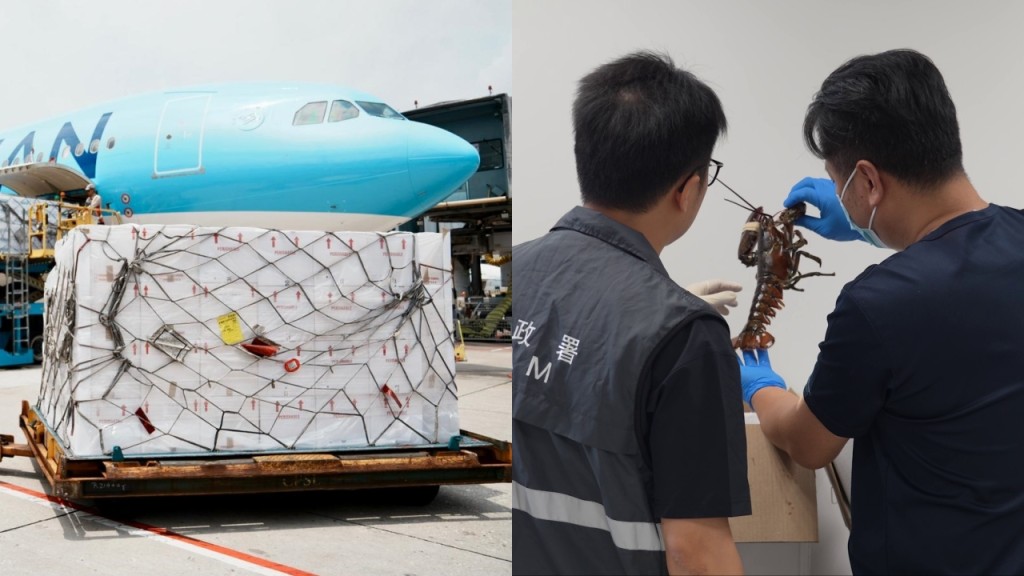 鮮活快線延伸至澳門 首票海外龍蝦經港珠澳大橋直送