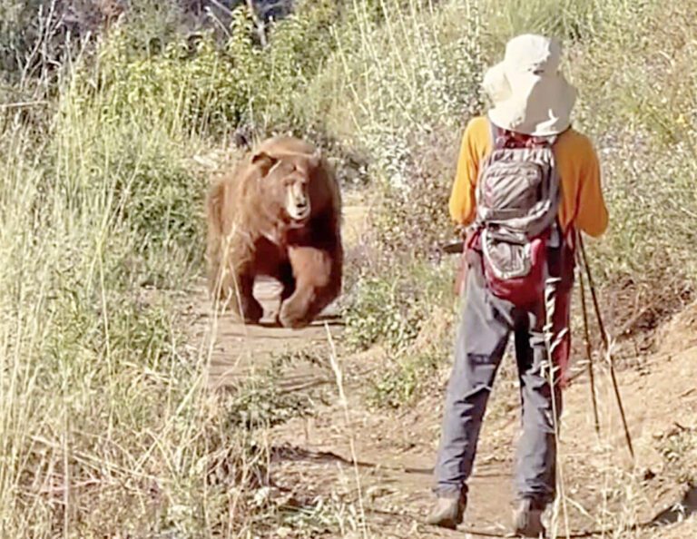 一名徒步登山者試圖驅趕熊，卻險遭攻擊。Eric Chiu via Storyful