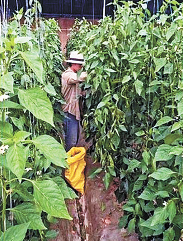 張小磊在大棚裏勞作。網上圖片