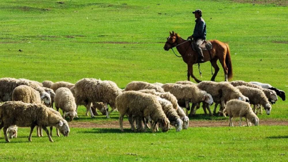 內蒙古牧場高薪招聘放羊夫婦 月薪1.6萬背後需面對嚴寒與孤寂