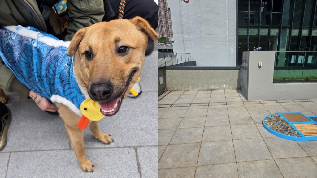 荃灣南豐紗廠寵物公園發生意外 唐狗墮樓不治