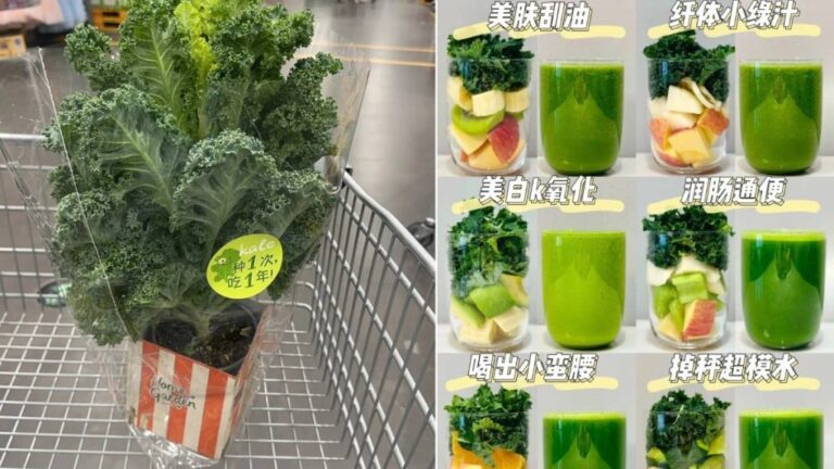 羽衣甘藍身價暴漲 山姆盆栽熱賣掀健康飲食熱潮