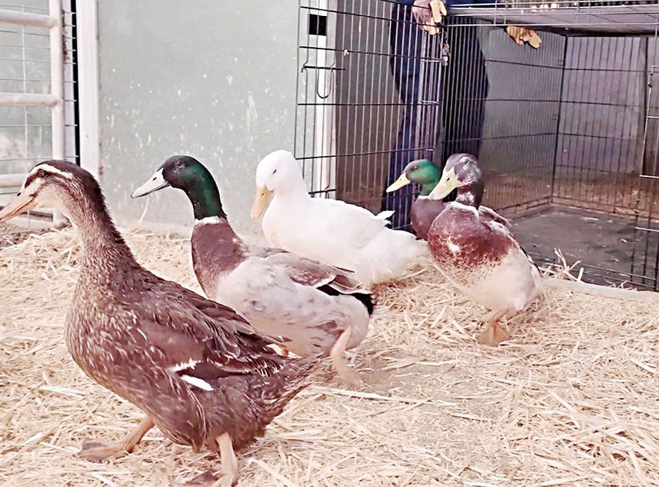 數百隻鴨子全數送出，其中部分落入牲畜販子手中轉售。河濱縣動物服務局IG
