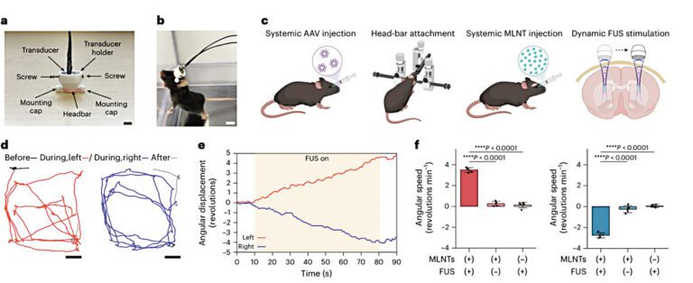 非侵入性方法超音波納米光療實驗示意圖，部分插圖由BioRender創作。洪國松提供