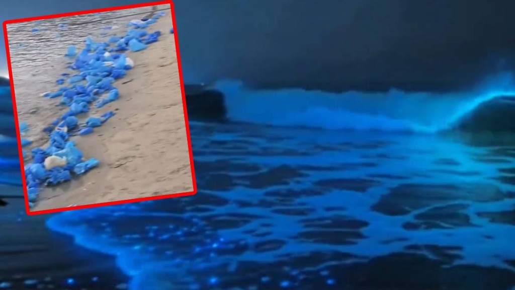 福建平潭現「藍眼淚」奇觀 遊客遺棄鞋套致海岸線污染