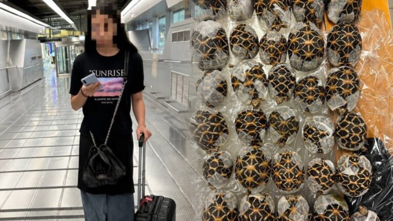 19歲台女泰國機場走私30隻印度星龜被捕 一隻幼龜不幸死亡