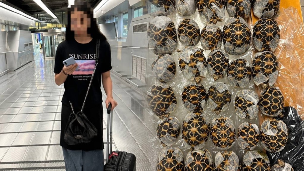 19歲台女泰國機場走私30隻印度星龜被捕 一隻幼龜不幸死亡