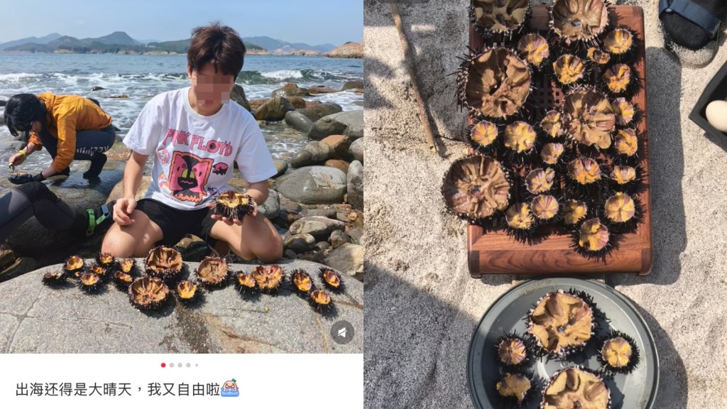 五一黃金周遊客西貢採捕海膽 環保團體憂過度採集破壞生態