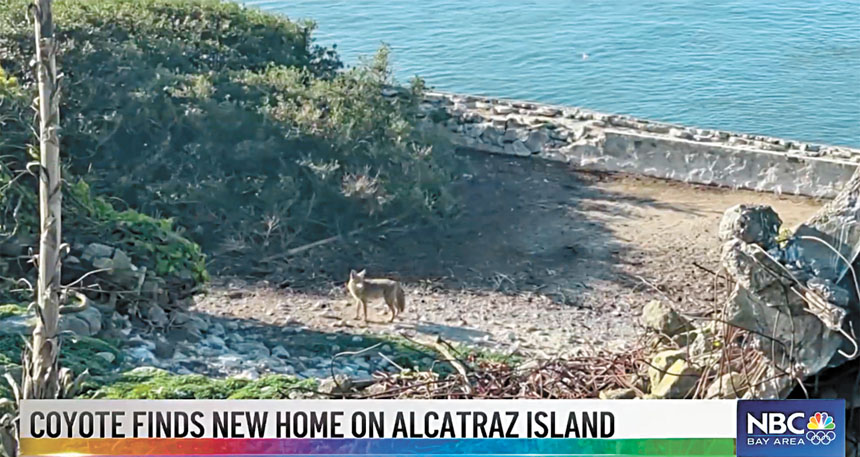 今年初有一隻土狼游向監獄島。NBC電視畫面