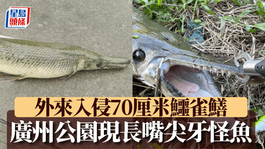 廣州公園捕獲外來入侵物種鱷雀鱔 當局呼籲勿擅自放生