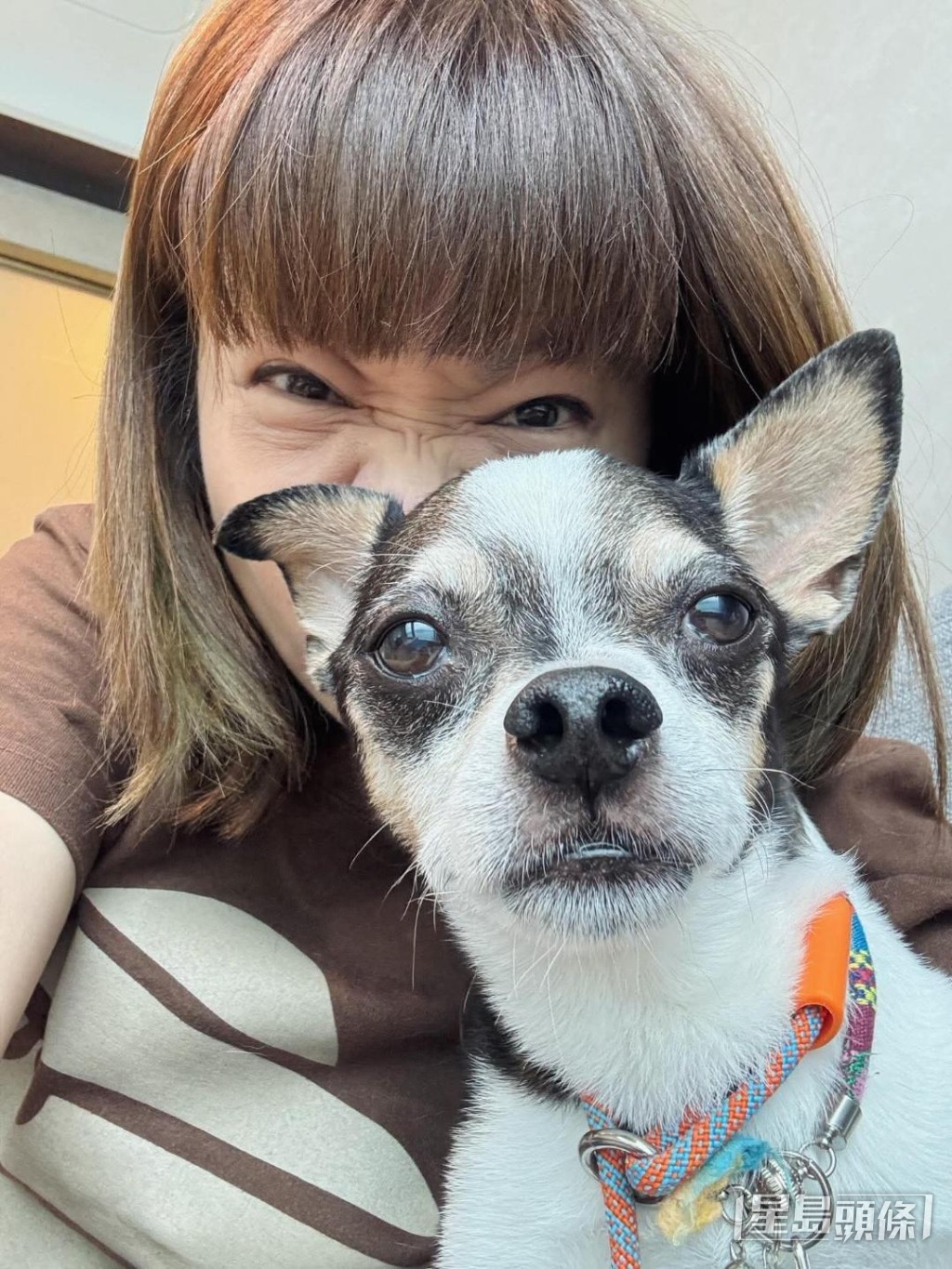 因愛犬需住院，小儀丈夫負責分擔照顧工作。