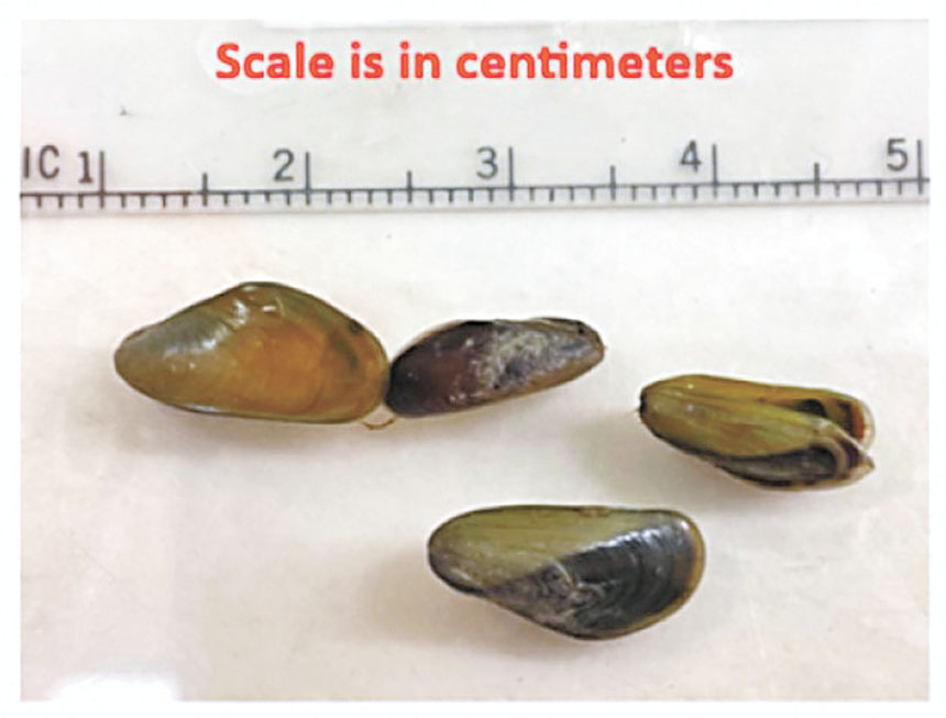 「金絲貽貝」（Golden Mussel）。加州魚類及野生動物局