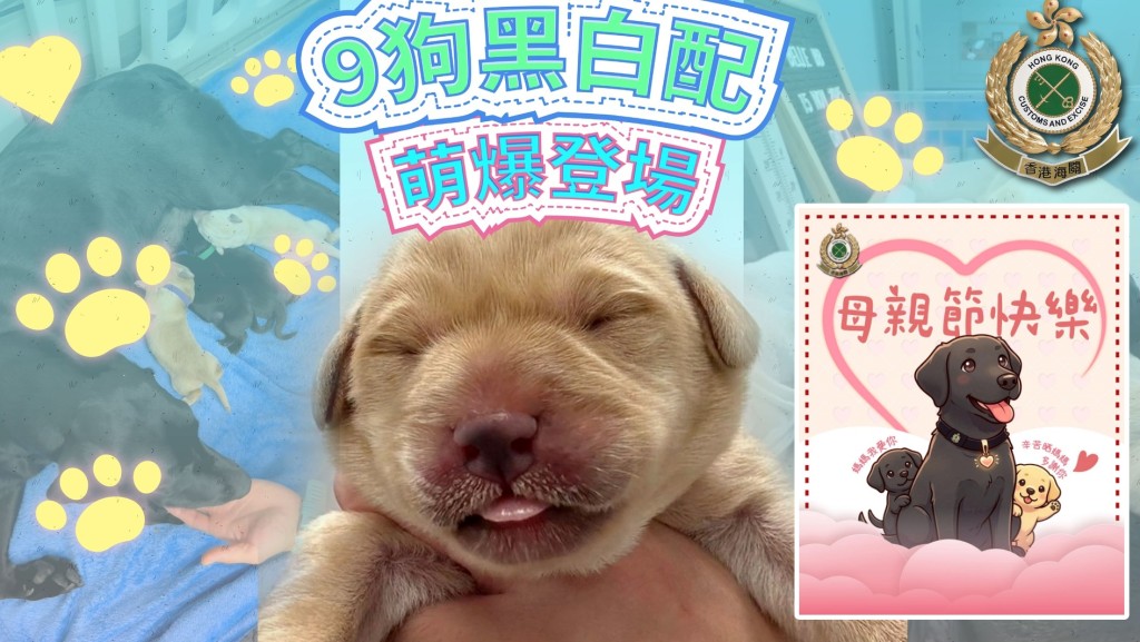 海關搜查犬Belle喜迎首個母親節 去年誕下九隻幼犬