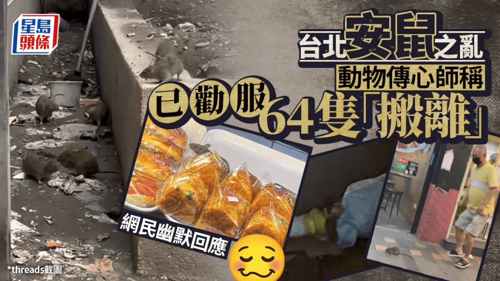 台北鼠患引熱議 動物傳心師稱成功勸說64隻老鼠遷離