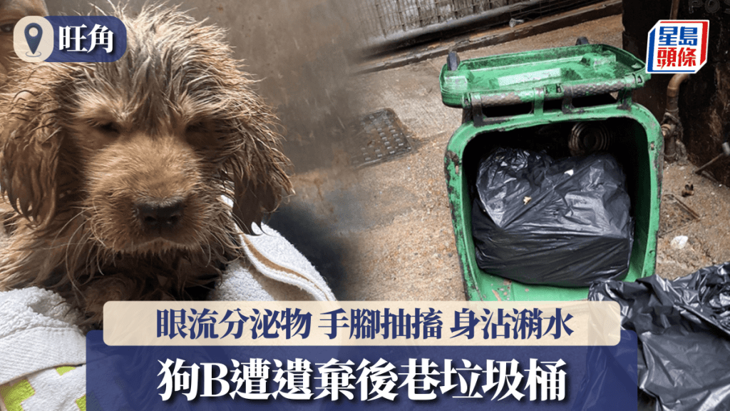 旺角後巷垃圾桶發現被遺棄幼犬 警方列殘酷對待動物案調查