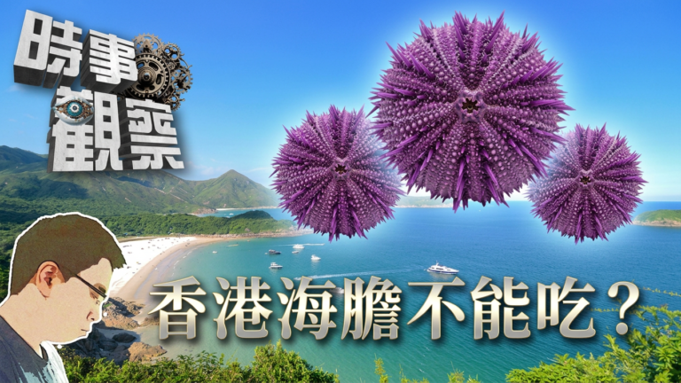 粵語香港海灘海膽為什麼不能吃？
