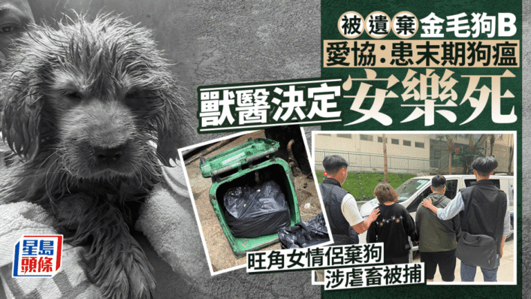 旺角情侶棄養病犬 金毛幼犬末期狗瘟安樂死