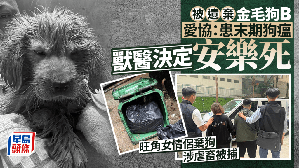 旺角情侶棄養病犬 金毛幼犬末期狗瘟安樂死