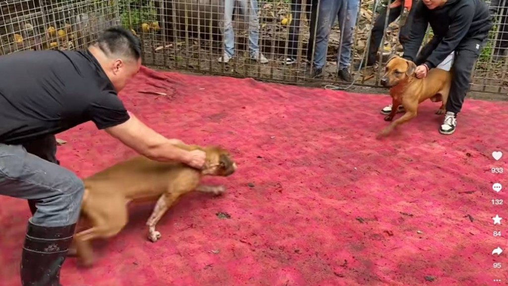 東莞男子假借領養愛犬 實作鬥犬訓練工具遭刑拘
