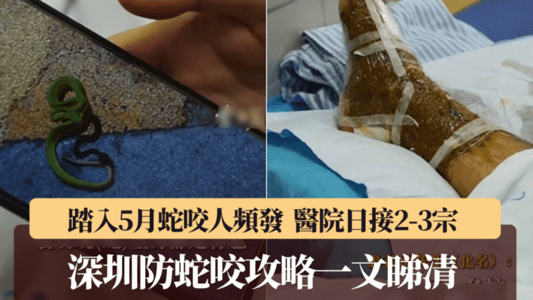 深圳5月蛇咬傷個案頻增 專家提醒高危時段與防護衣著