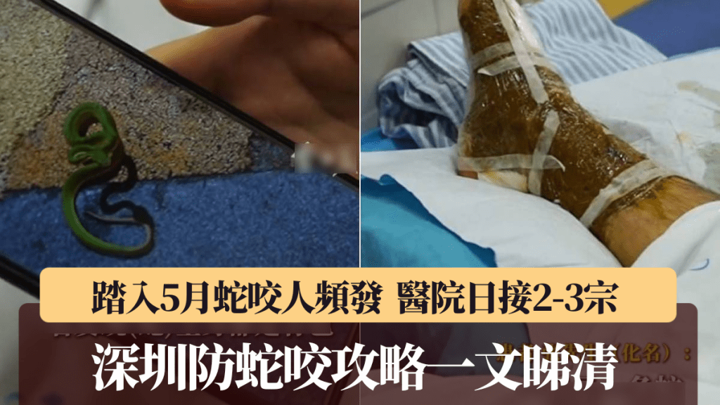 深圳5月蛇咬傷個案頻增 專家提醒高危時段與防護衣著